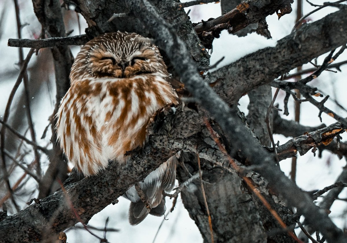 MsBakingMama's tweet photo. @aHeartSoFull Northern saw-whet owl https://t.co/9Ma6K3QY1h