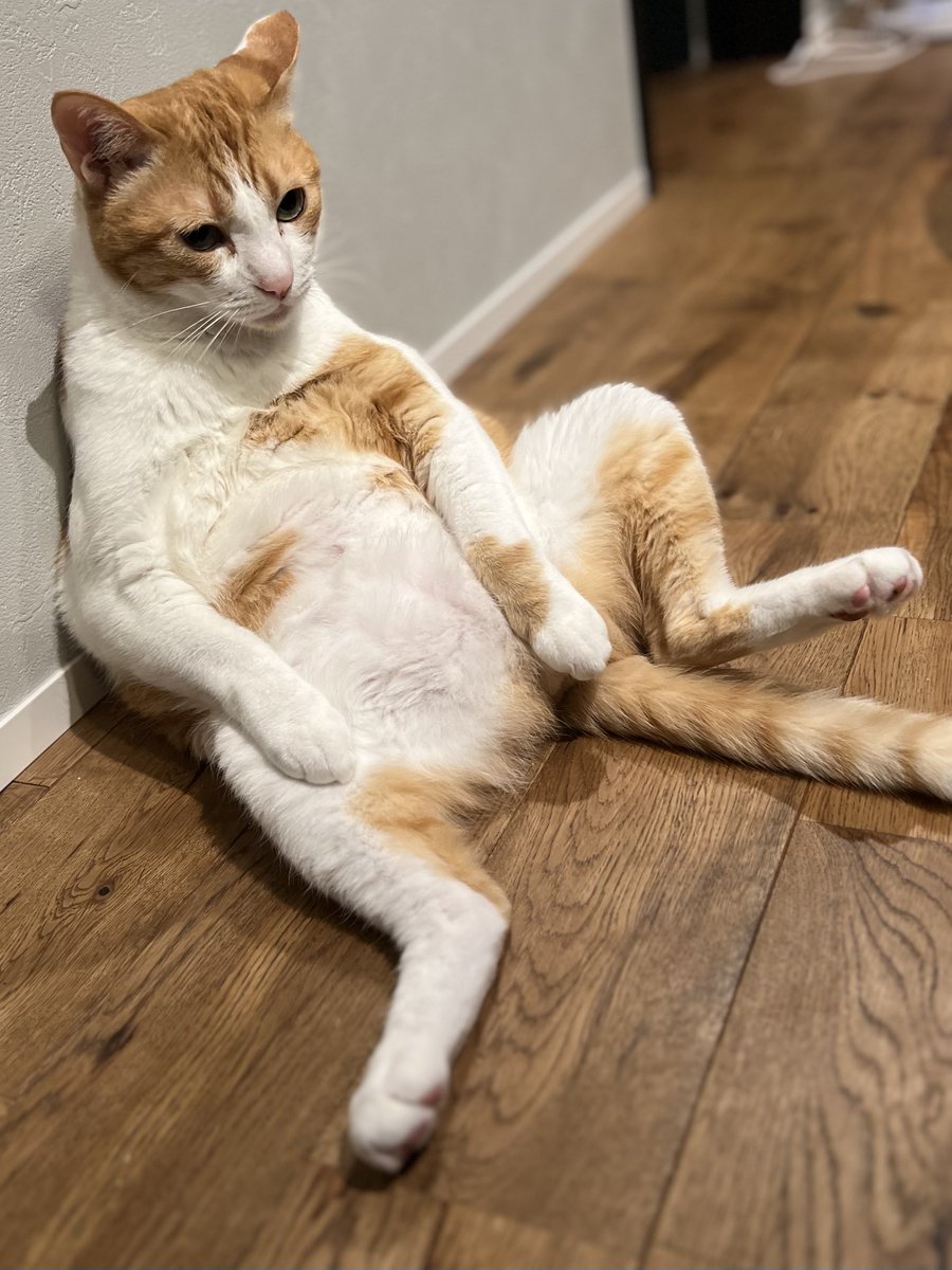 ぽーの呟き…ときどきテト (@kk26647297) / Posts / X