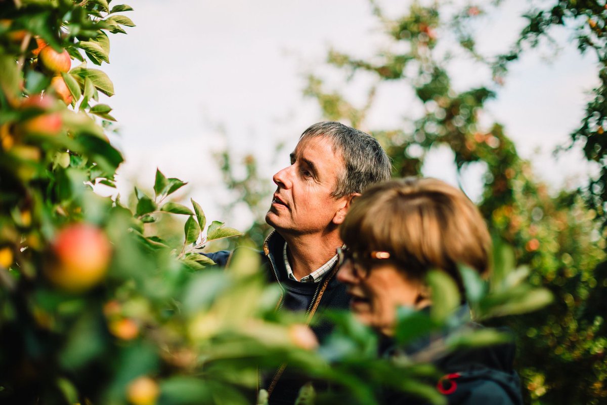 BritishAppleCo's tweet image. From our farm, straight to you. Perfectly picked apples, providing a fully traceable apple concentrate. Order here: stocksfarm.net/shop/british-a… #BritishApples #CraftCider #AppleConcentrate