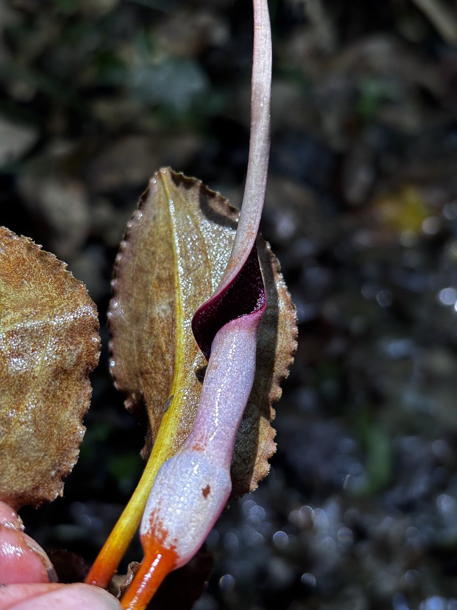 採ってきたクリプト出品してみました。 早速新芽も出てきて丈夫ですね