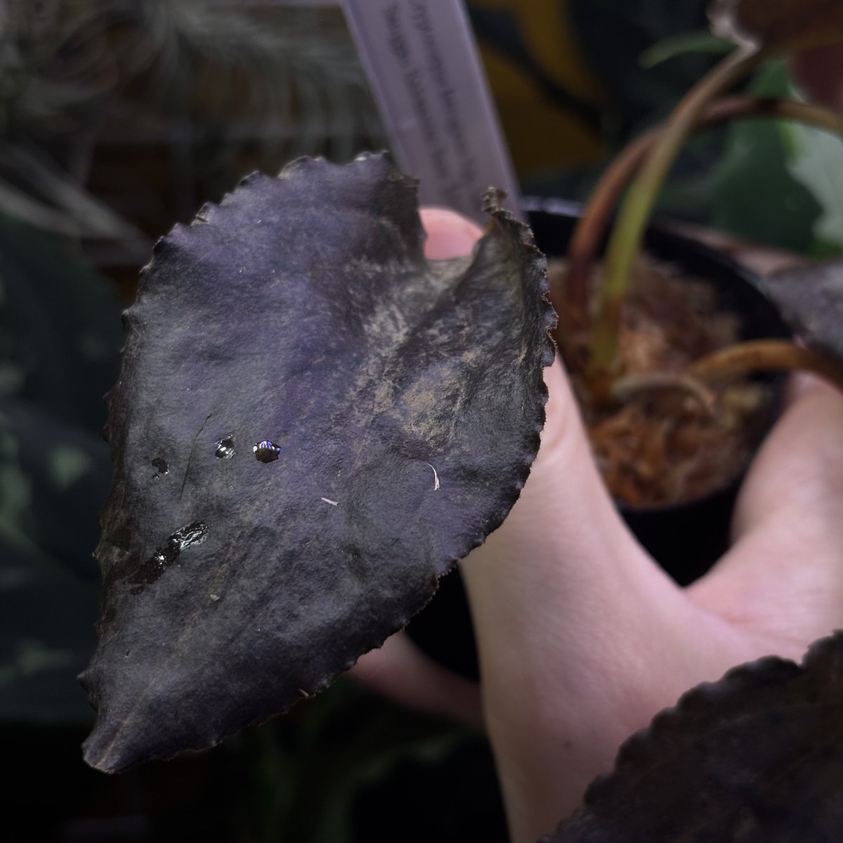 採ってきたクリプト出品してみました。 早速新芽も出てきて丈夫ですね