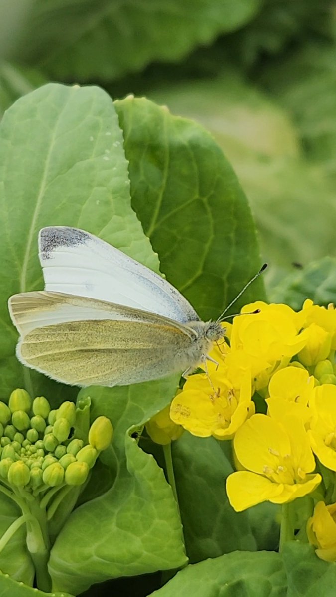 みあメダカ tweet media