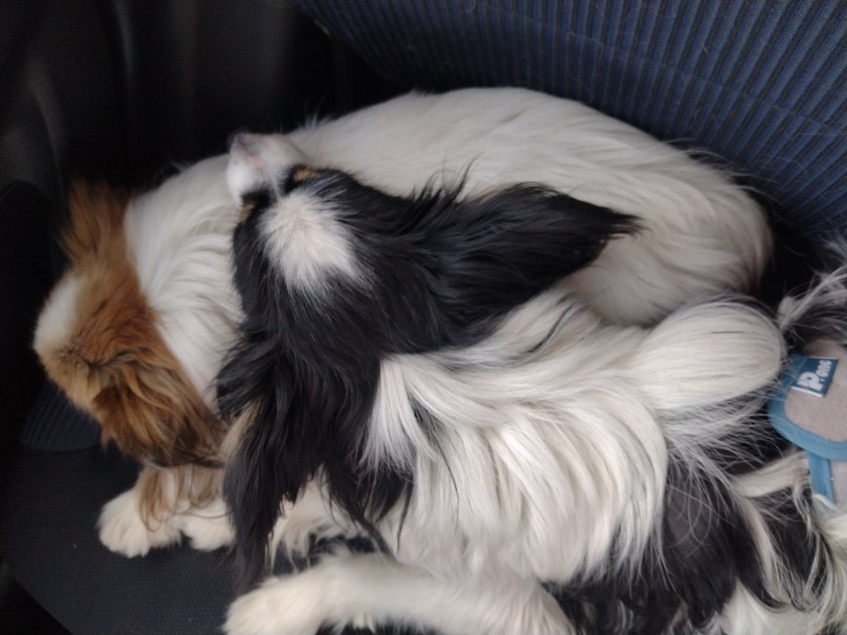 この寝方可愛いんだけど、、、凛ちゃん重そうだなぁ🙄🙄🙄