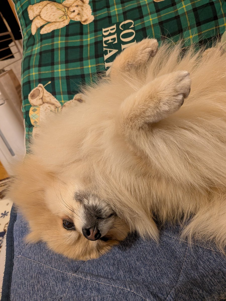 ポメラニアンのぽんくん🐶🐾 (@mieboripon) / Posts / X