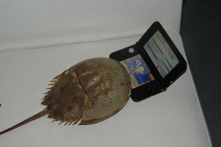 i have a feeling that tom would like horseshoe crabs since they're spiky like his hair lol