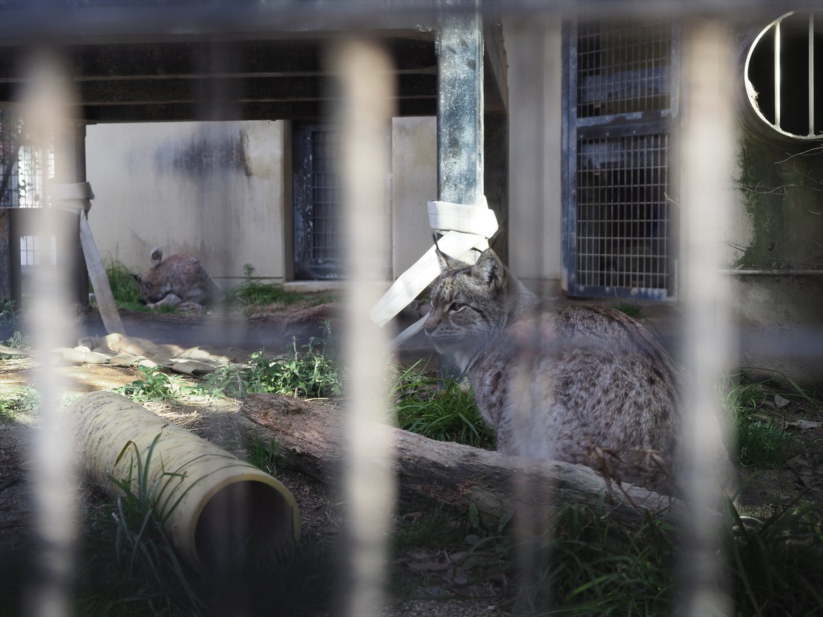 京都市動物園（公式） tweet media