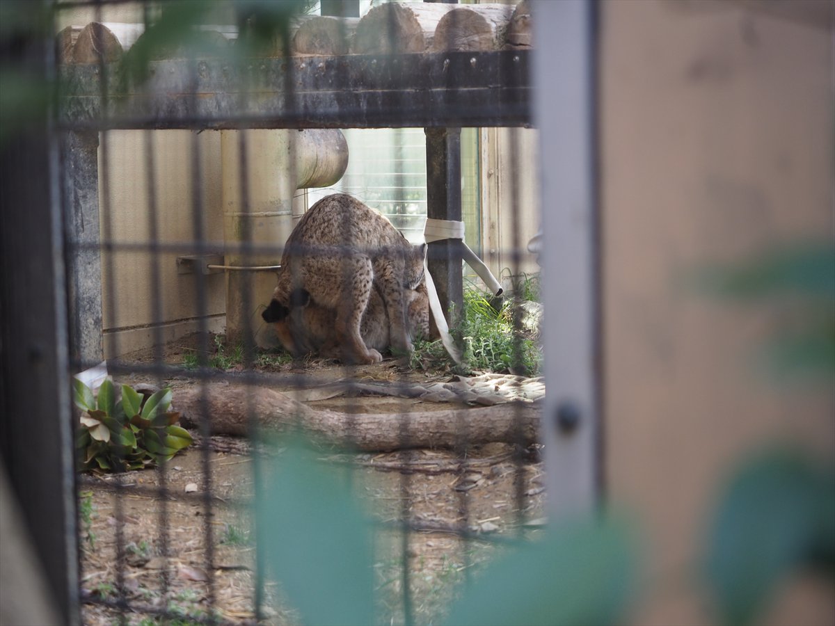 京都市動物園（公式） tweet media