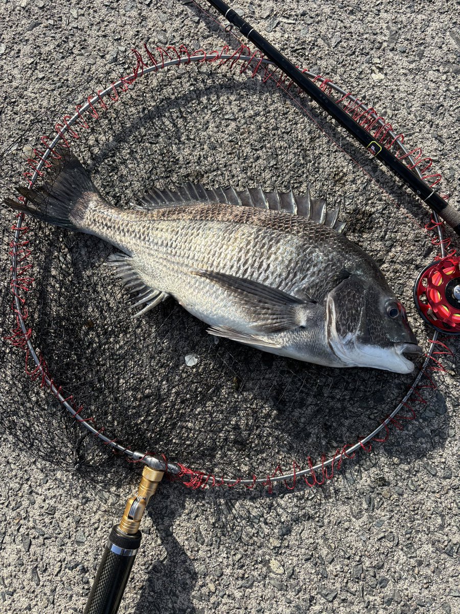 3s_fe's tweet photo. 今年初の釣果です🎣🐟年無しスタート👍 https://t.co/3FANuraO4q