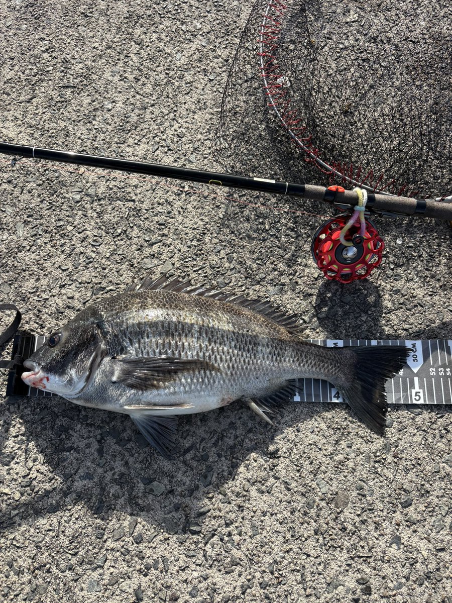 3s_fe's tweet photo. 今年初の釣果です🎣🐟年無しスタート👍 https://t.co/3FANuraO4q