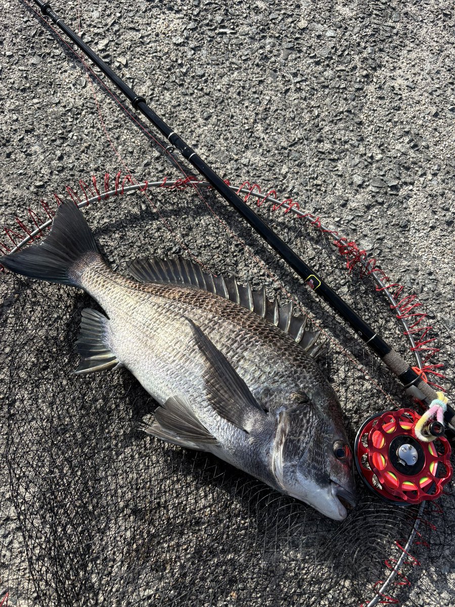3s_fe's tweet photo. 今年初の釣果です🎣🐟年無しスタート👍 https://t.co/3FANuraO4q