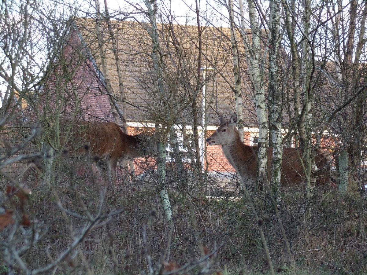 Manchester Wildlife Camera tweet media
