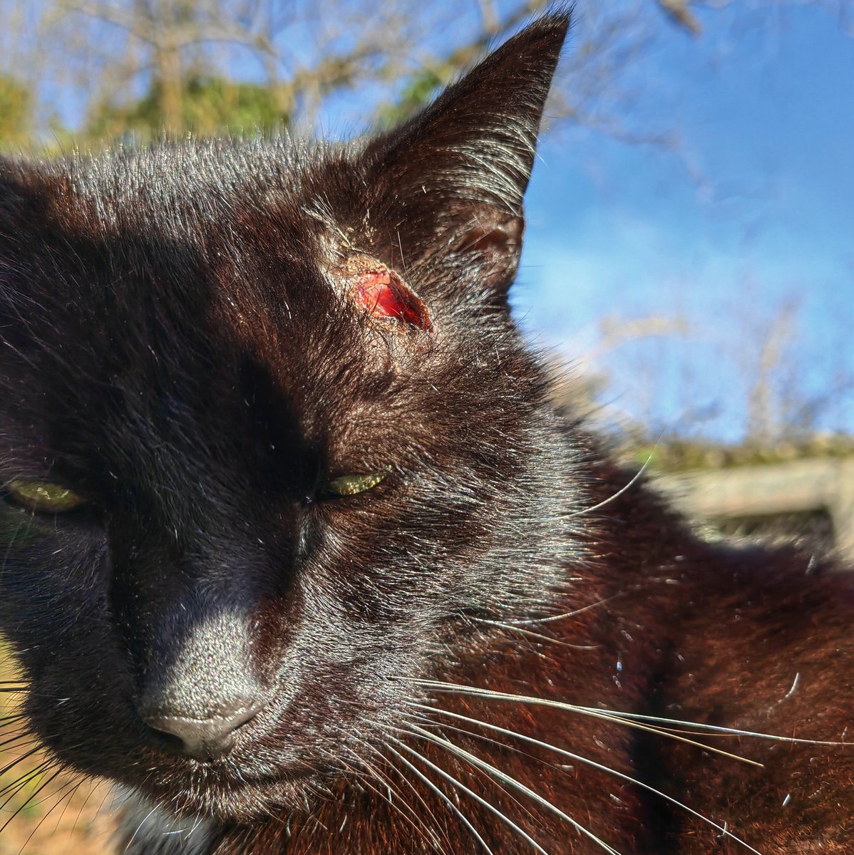 TribeOfMa's tweet image. Thank you for your donation, Stranger 🙀 ❤️ 😽 🍗 💉 tribeofma.carrd.co 🐾 🖖 #straycats #TNR #adoptdontshop #cats And sorry - still not much Internet access. And distracted because a bunch of the cat have a nasty ear mite infestation 😭 ☠️ 🙀 👂