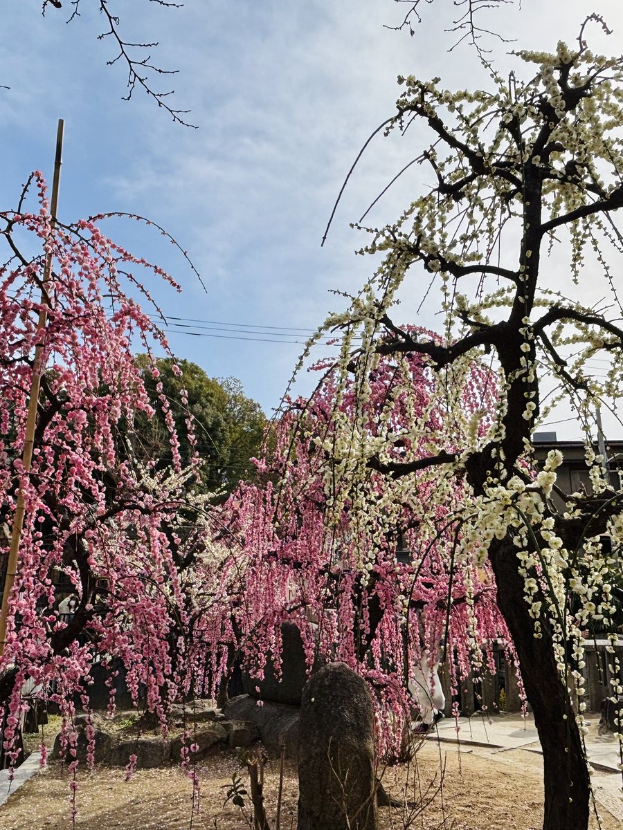 ひで@うどん県 tweet media