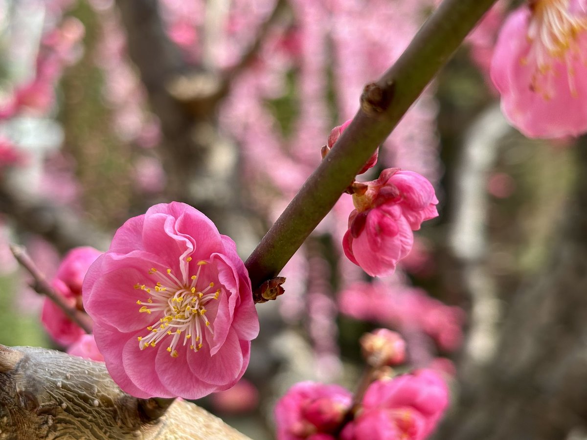 ひで@うどん県 tweet media