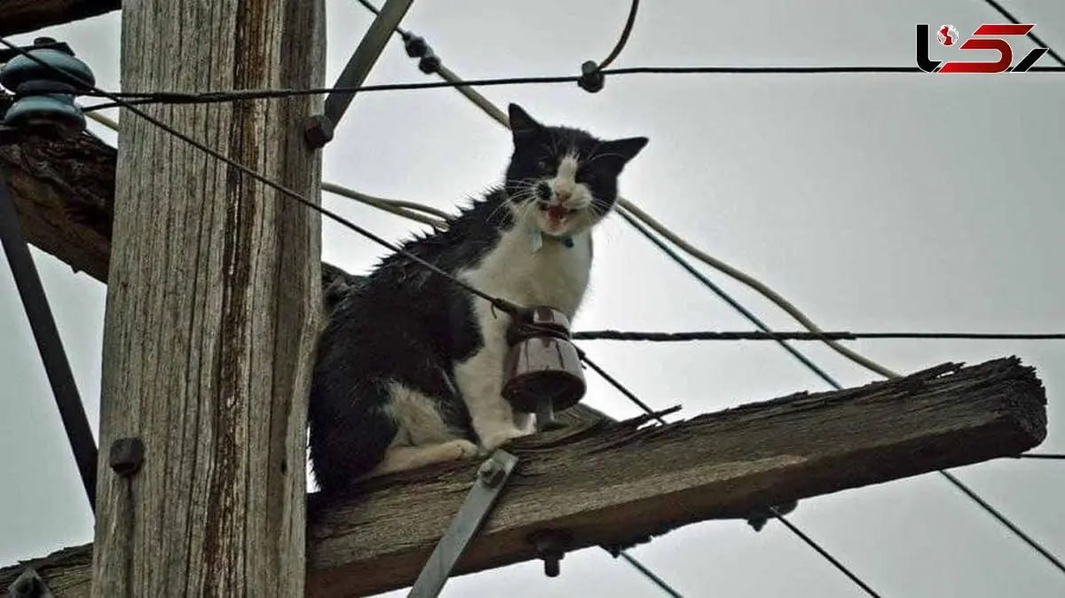 Azadeh Mokhtari tweet media