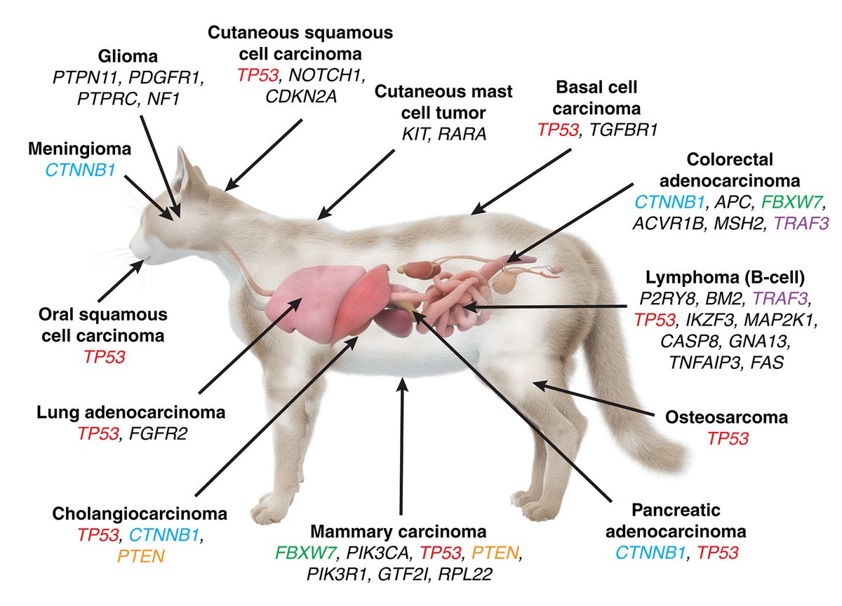 Although cancer is a common cause of death in domestic cats, little is ...