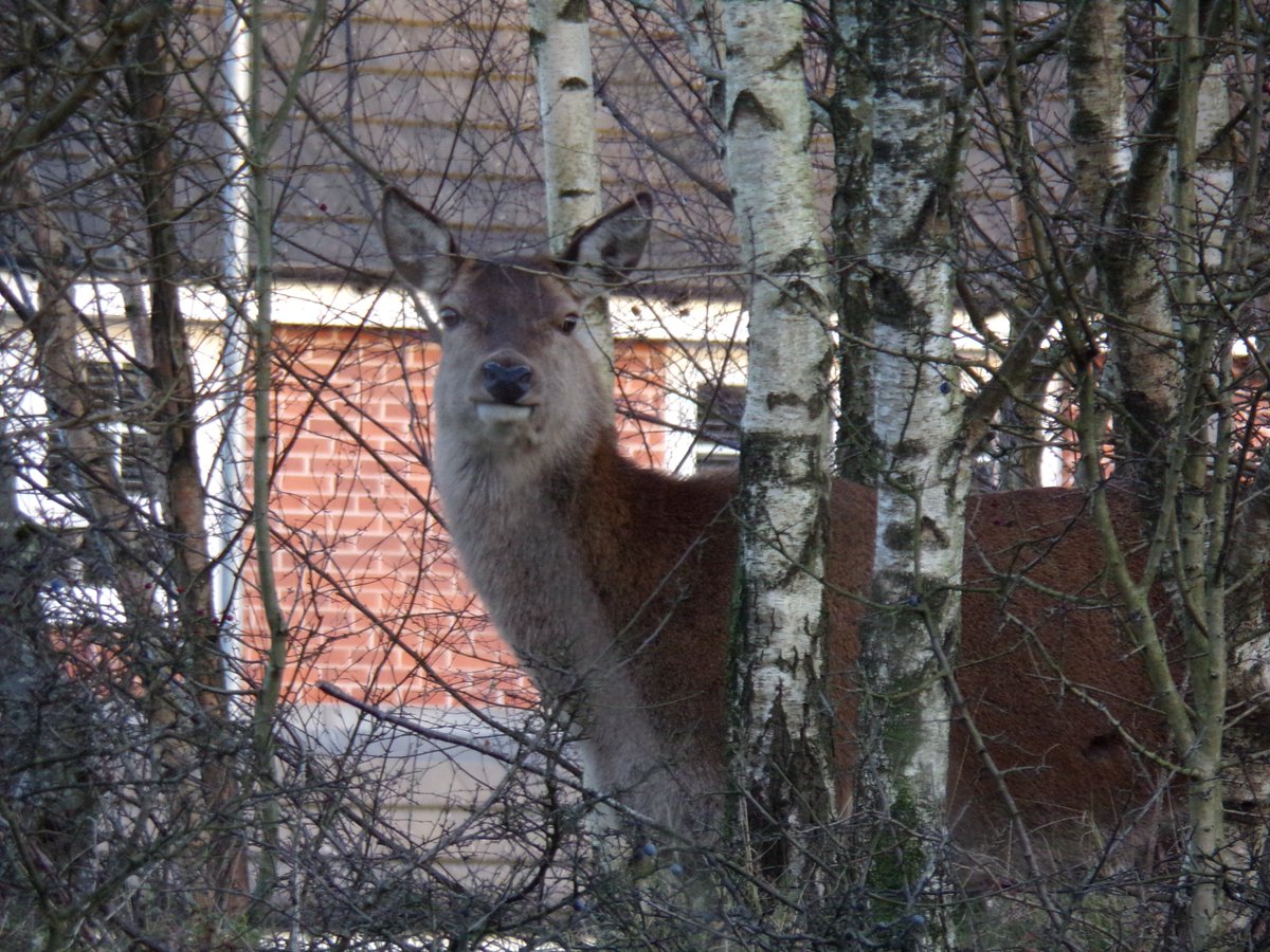 Manchester Wildlife Camera tweet media