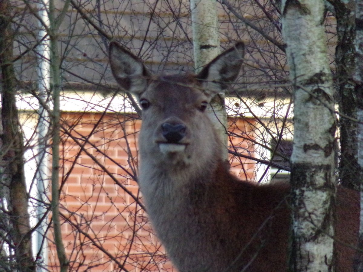Manchester Wildlife Camera tweet media