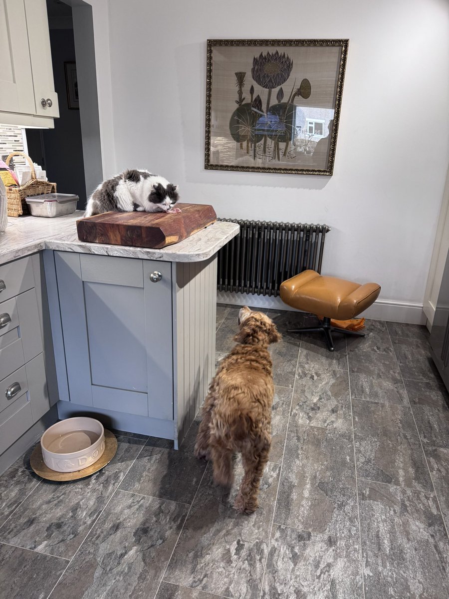 SpanielsSuper's tweet image. Look who joined the #TabletQueue today
A first time attender #WelcomeMartha 
Bat gets tablets &amp;amp; ham
Martha &amp;amp; Isky just the ham