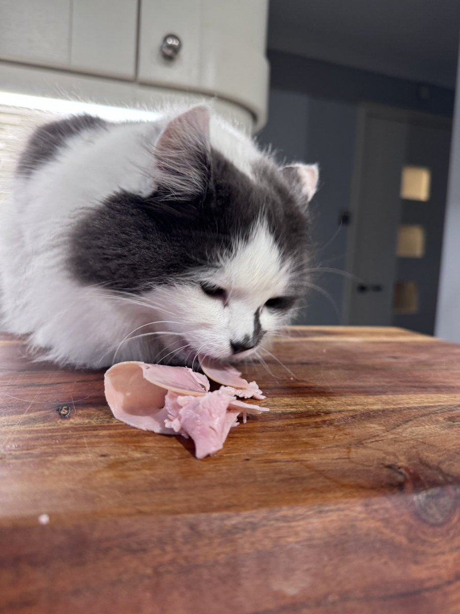 SpanielsSuper's tweet image. Look who joined the #TabletQueue today
A first time attender #WelcomeMartha 
Bat gets tablets &amp;amp; ham
Martha &amp;amp; Isky just the ham