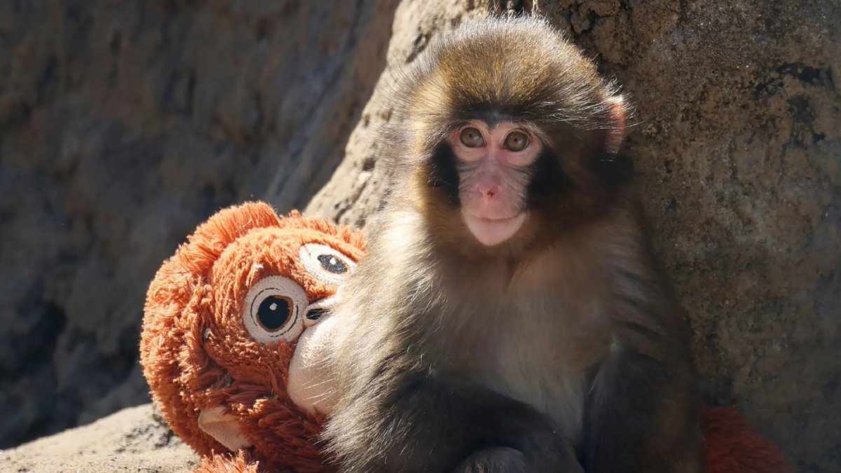 🧵LOS GRANDES AVANCES DE PUNCH EL MONO : EL HILO QUE TE ALEGRARÁ EL DÍA