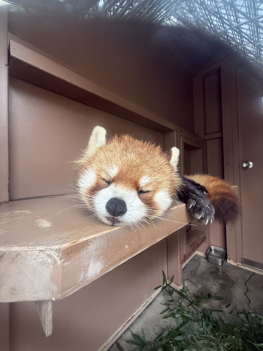 ぐったりネイくん😴✨🥹 📸2026.2.24 #八景島シーパラダイス