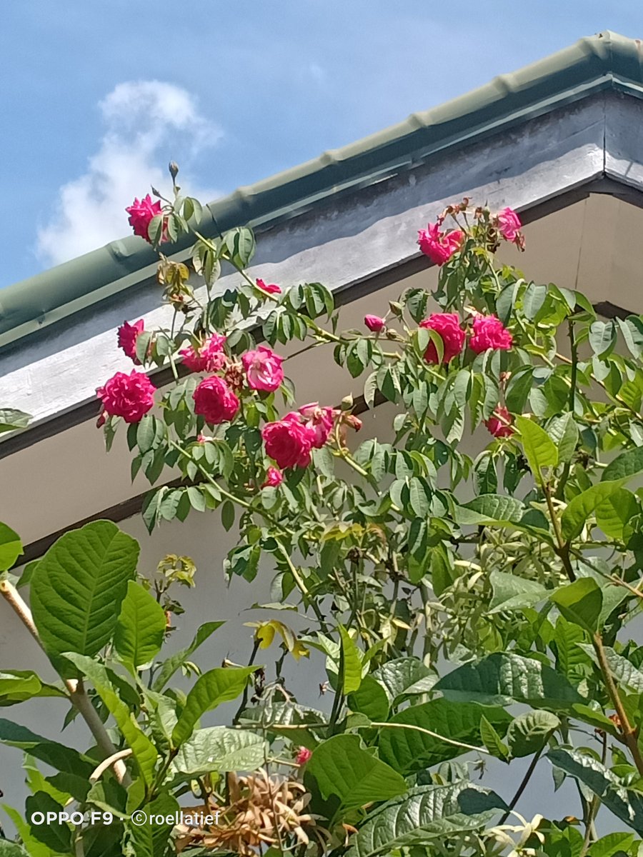 Rosa 'Maggie' bawa puluhan bunga, wanginya tercium saat berdiri di bawahnya di waktu subuh menjelang pagi. Lewat jam 7 saat ☀️ mulai naik, wanginya nggak tercium lagi.