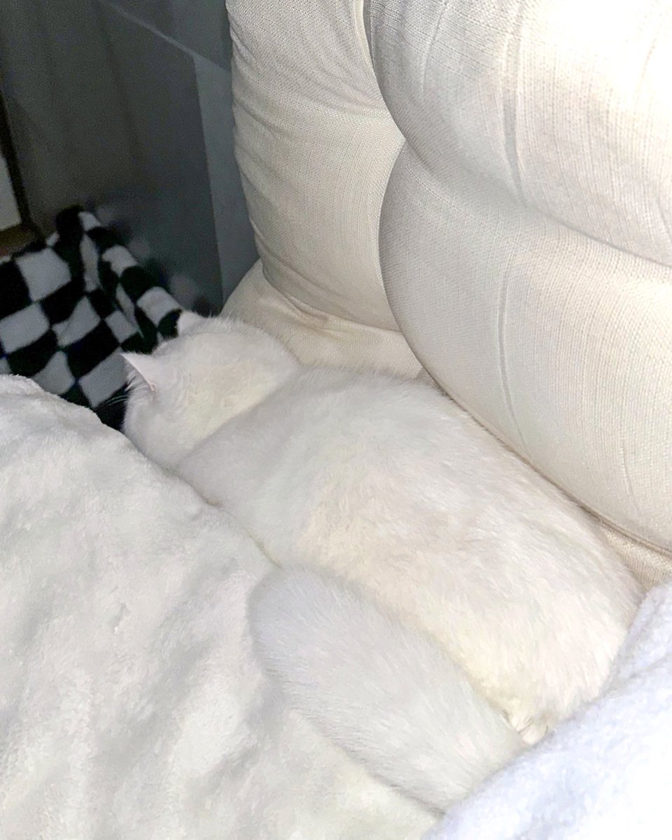 coconut_miracle's tweet image. 今日も定位置にすっぽりフィット