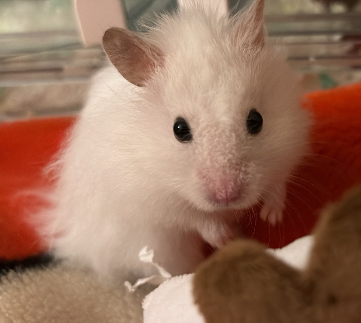 ぴい助ꕤ︎︎ ぽむ助ꕤ︎︎ tweet media