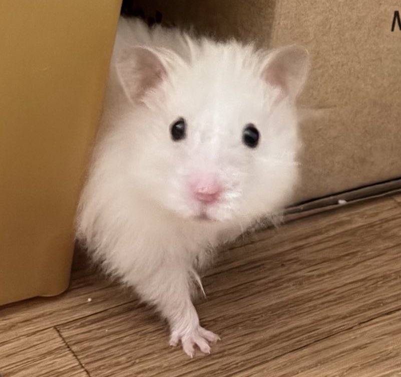 ぴい助ꕤ︎︎ ぽむ助ꕤ︎︎ tweet media