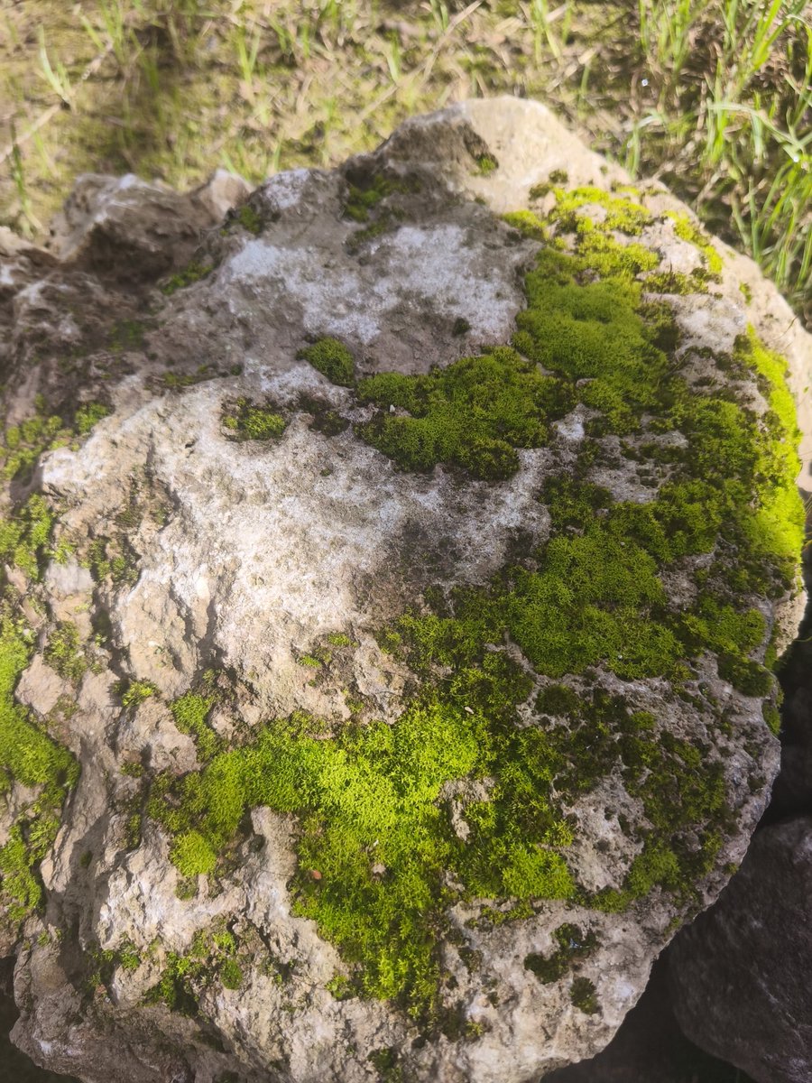 Taşı da yosun sarmış