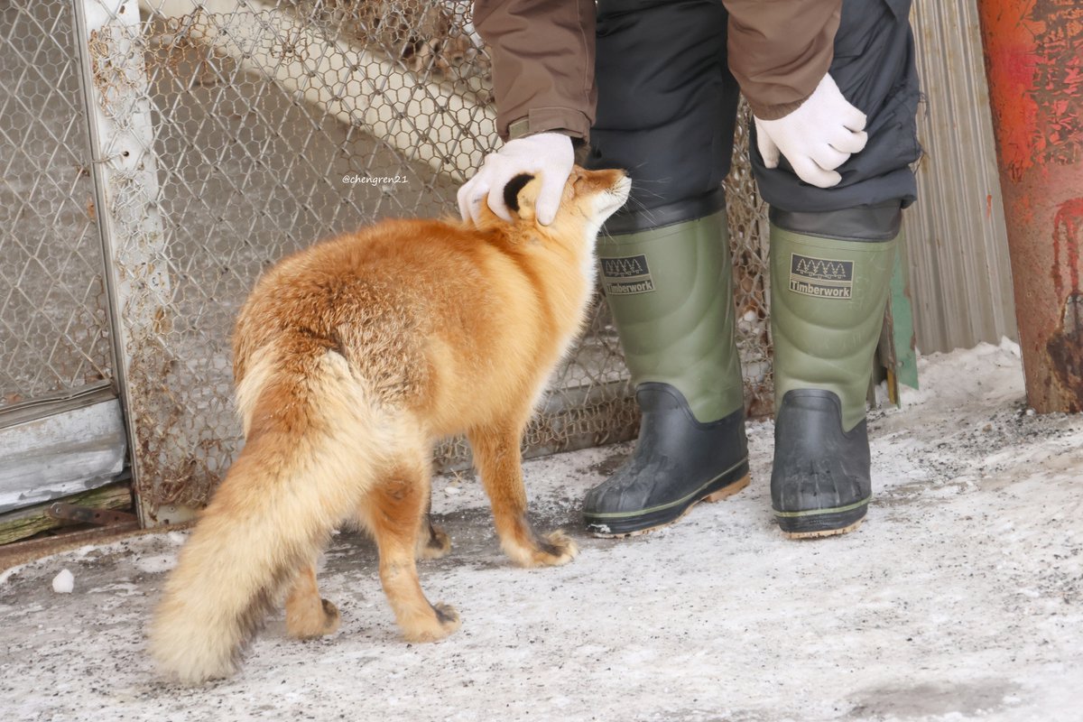 スタッフさん大好き(コン♂)※キツネに触れるのはスタッフさんだけです