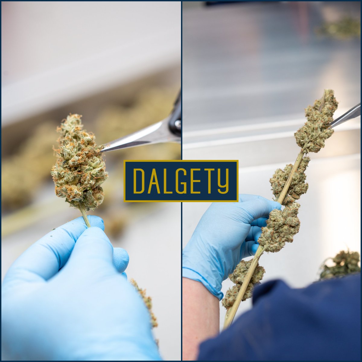 Dalgety tweet media