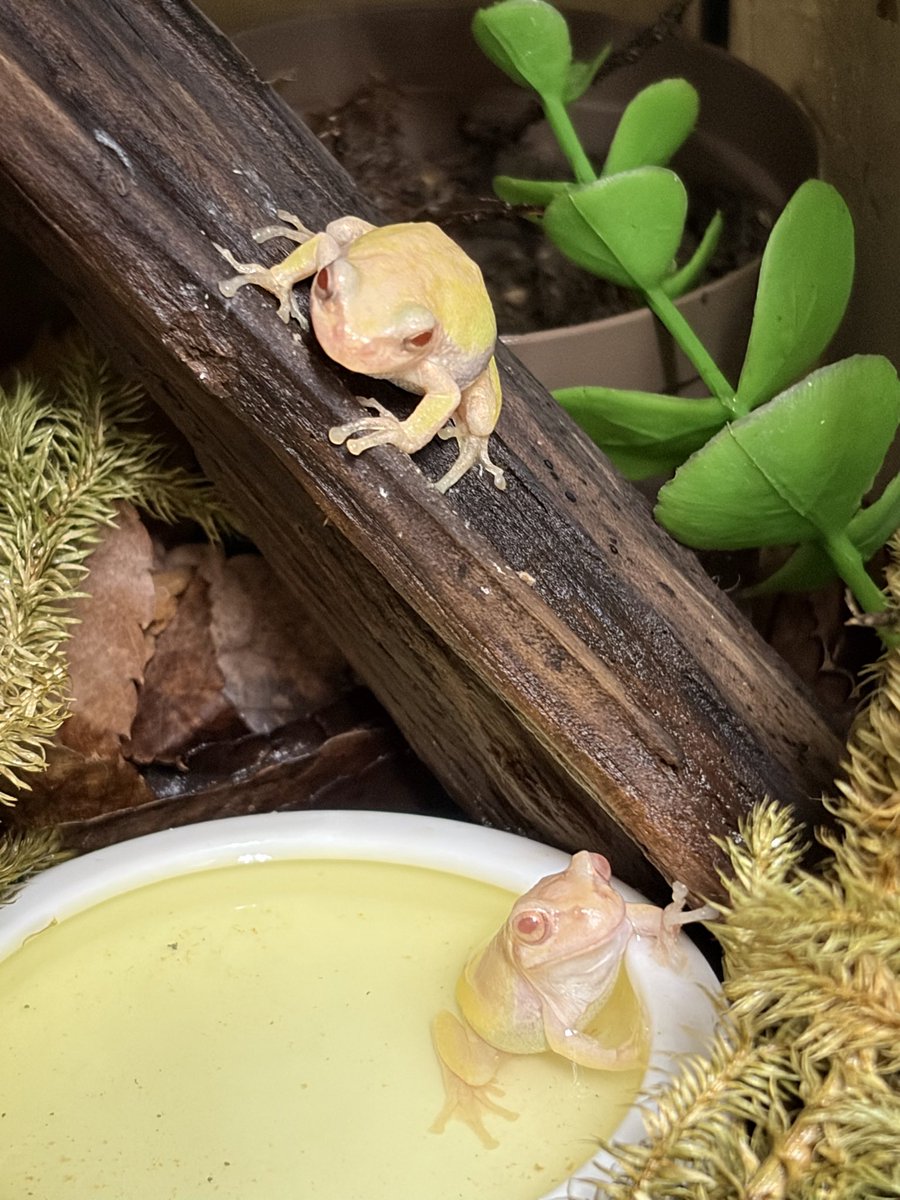 不安😩夕方は恒例のケージ内に霧吹き。1匹、大きい🐸の両足が伸びて痙攣😫なんで？餌は人工飼料でカルシウムも足りてるハズ、初めての事で、しばらくすると元には戻ったけれど...動きは怪しい🤔明日の朝、嫌な予感😖他の子は元気、水入れに少しビタミン剤を入れました。