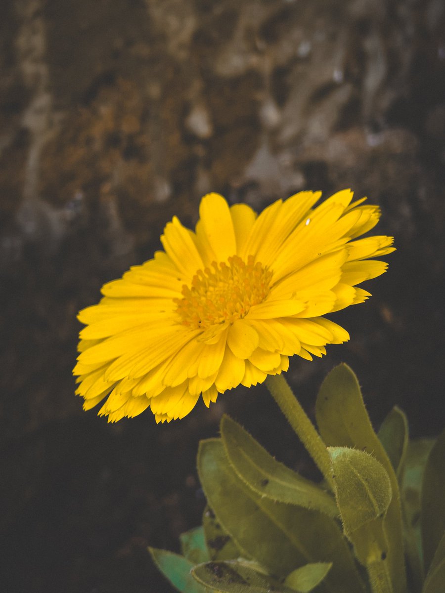 Paritosh_33's tweet photo. Some shots from my gallery..
I just love the clicking photos on my #T4Ultra https://t.co/Yz2YlDf5ow