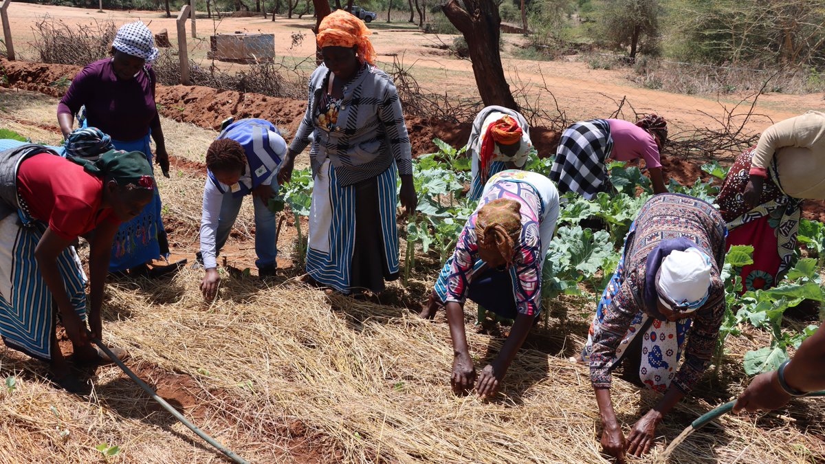 KenyaInades's tweet photo. Yield is not the full story. True progress also means:
Healthy soils 
Farmer autonomy 
Reduced input dependency 
Lasting food security 
A bigger harvest with degraded soil  isn’t progress.
Resilient, empowered farmers  are the real measure of success.
#FoodSystems #SoilHealth https://t.co/YjjZXLYtyq