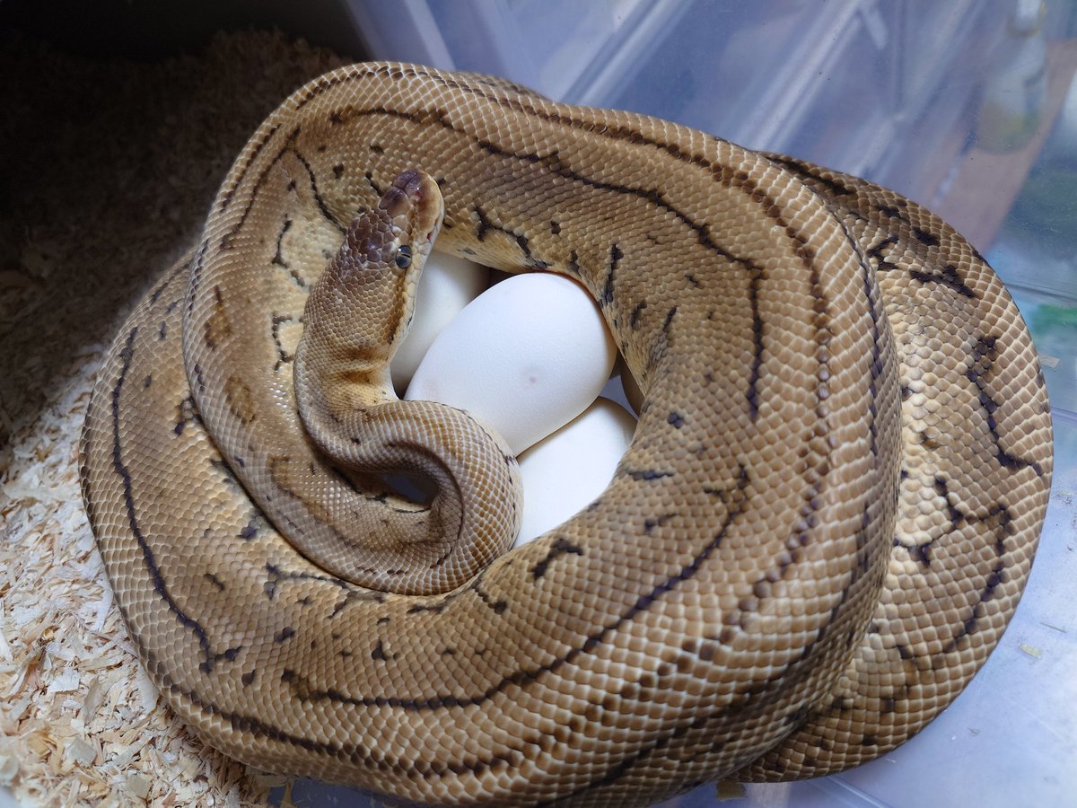 ヴァラ tweet media