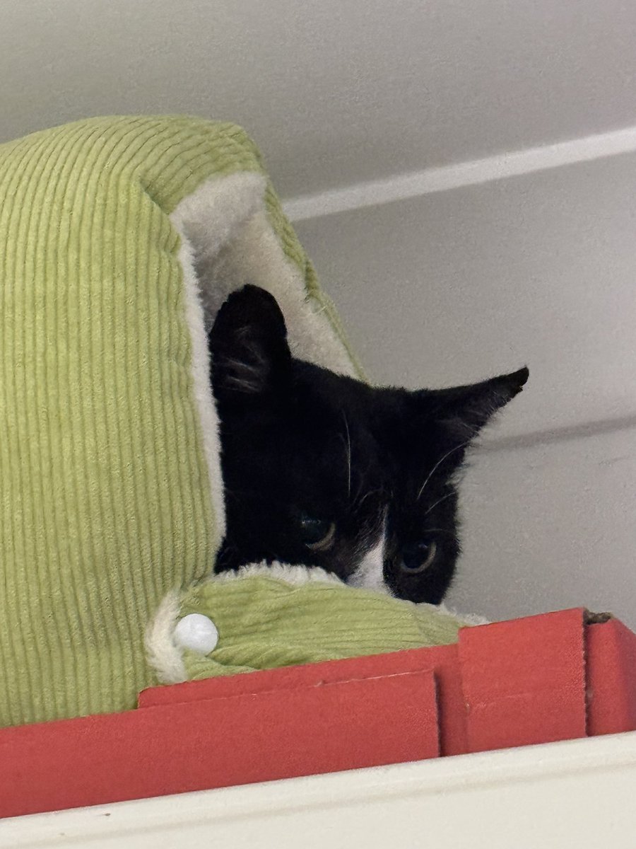 SpanielsSuper's tweet photo. @claireroberts01 In one of the 3 indoor igloo beds we bought for Martha #BedThief ๐๐ https://t.co/bvBzjkSwPG