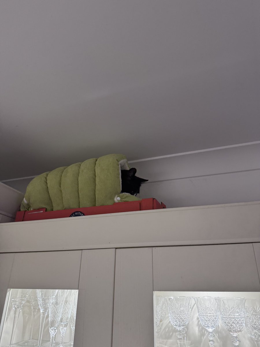 SpanielsSuper's tweet photo. @claireroberts01 In one of the 3 indoor igloo beds we bought for Martha #BedThief ๐๐ https://t.co/bvBzjkSwPG