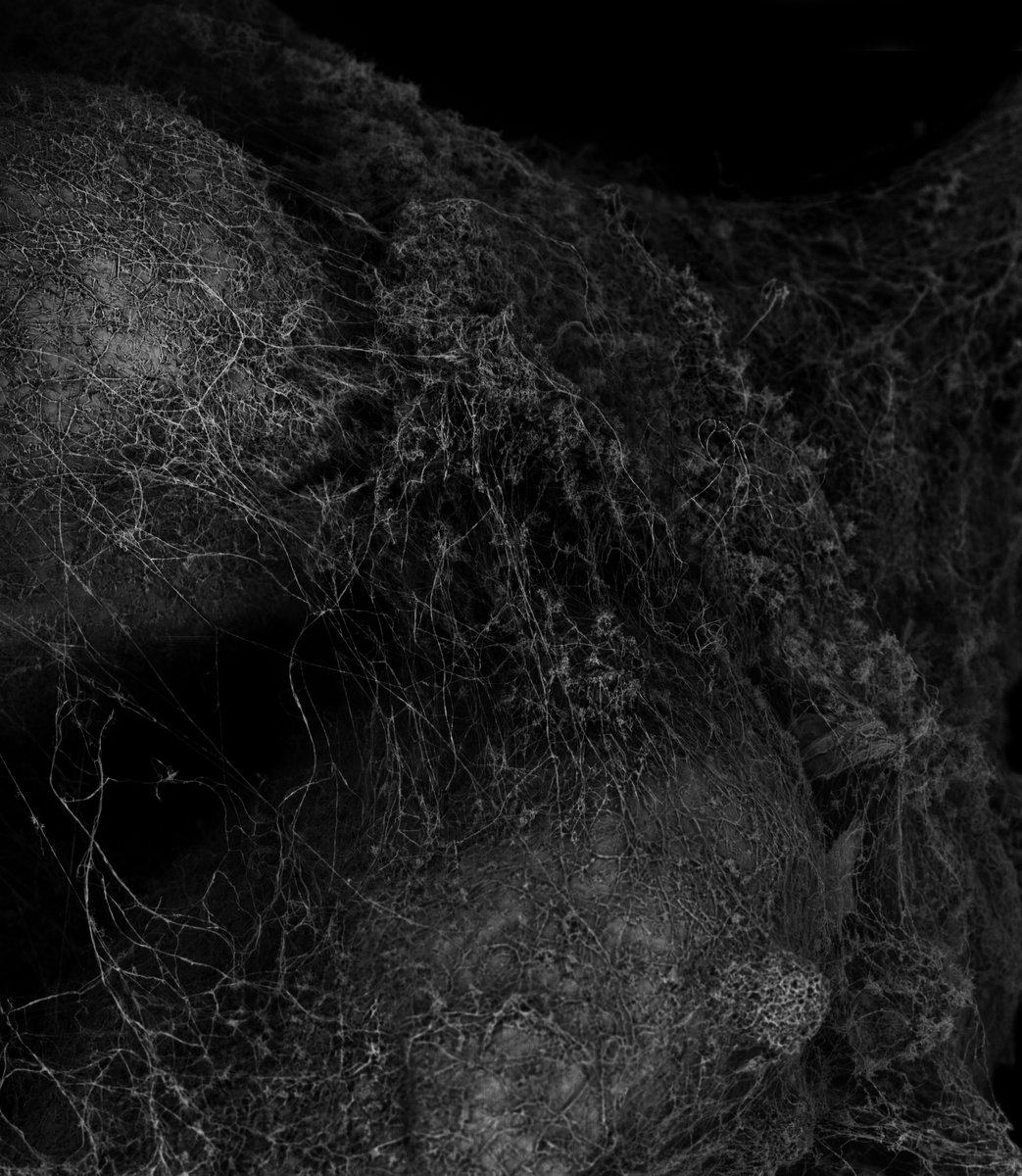 kikoh_matsuura's tweet photo. 'Withered Plant'
Scanning Electron Microscope
No.756
Image width: 1.52mm
Archived DOI: 10.5281/zenodo.18593426
#kikohmatsuura
#witheredplant
#scanningelectronmicroscopy
#sciart https://t.co/pkYazzzqFQ