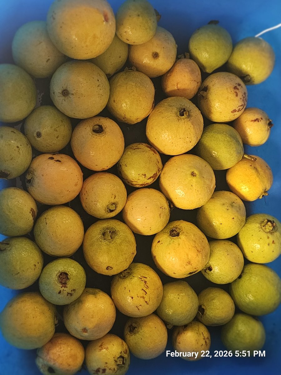 ssmusoke's tweet image. Home grown organic Guavas with no artificial additives

#Uganda #VillageLife
