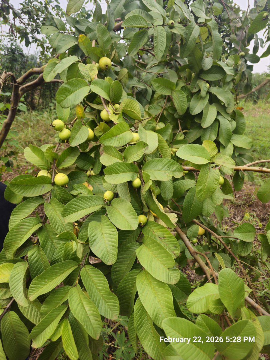 ssmusoke's tweet image. Home grown organic Guavas with no artificial additives

#Uganda #VillageLife