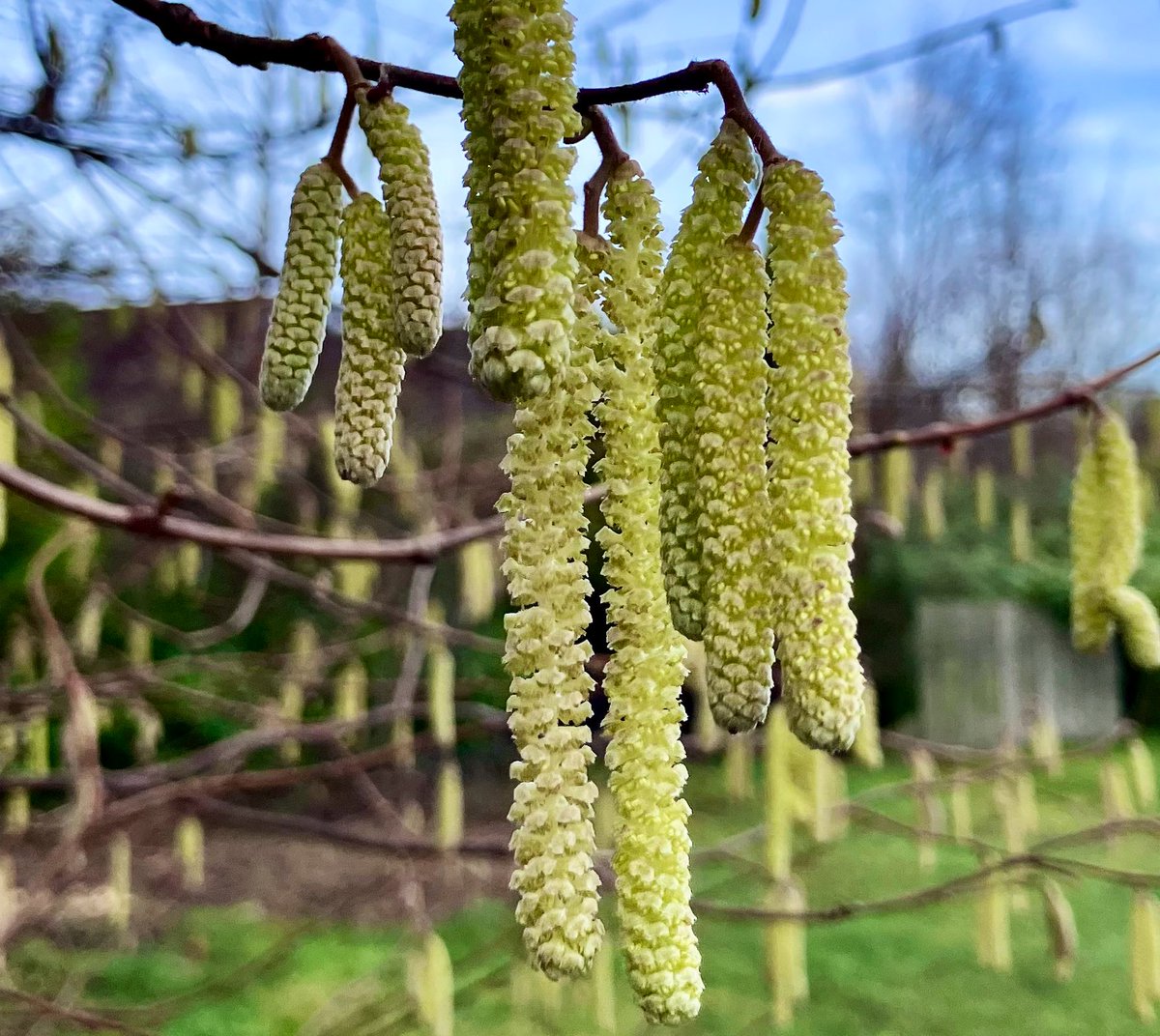cloudymamma's tweet image. On a lovely mild Tuesday… Nature’s Spring tree decorations

Inverness 11°C this morning already in the Scottish Highlands 

#LoveUkWeather #SpringHasSprung #nature