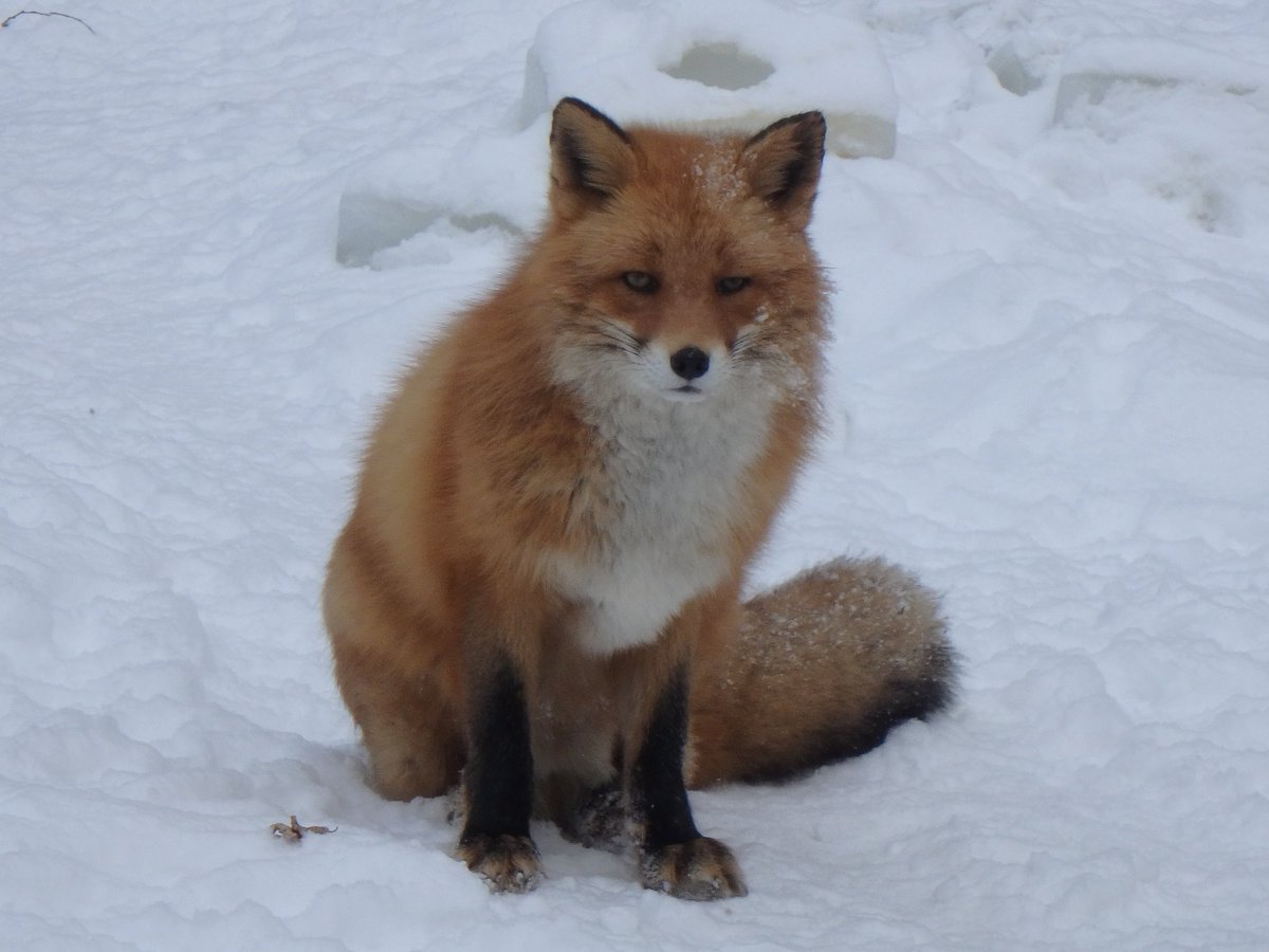 🦊
つくり笑顔なんて出来やしないケン君だよ🤭

#北きつね牧場