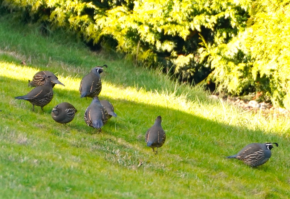 Jeannine Hall Gailey tweet media