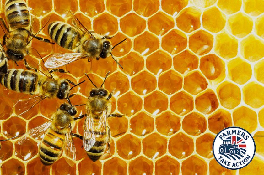 🐝 Why Honey Bees Belong on British Farms 🌼🌾

Keeping honey bees on farms isn’t just about honey.

It’s about strengthening the whole ecosystem.

Bees help pollinate crops like oilseed rape, beans, fruit and clover — improving yields and supporting food production.

But the