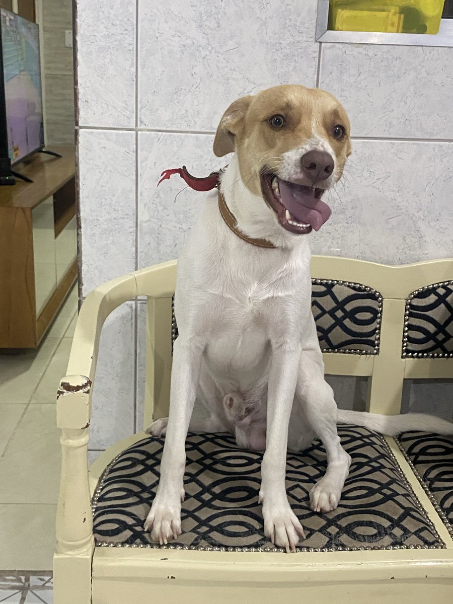 E eram ainda 4.99 da manhã e o bonito fazendo arruaça! Quincas o cão maloqueiro!