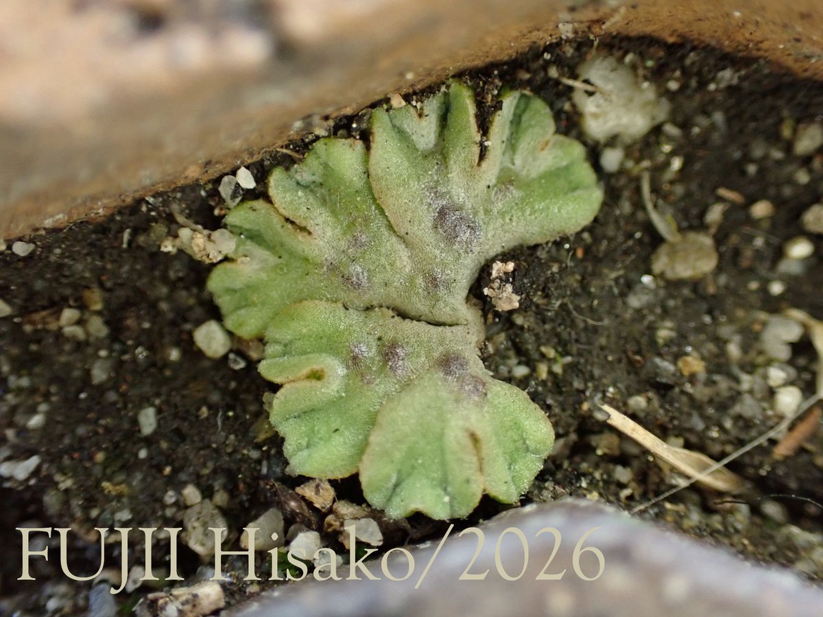 藤井久子|FUJII HISAKO tweet media