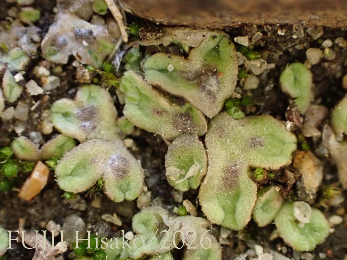 藤井久子|FUJII HISAKO tweet media