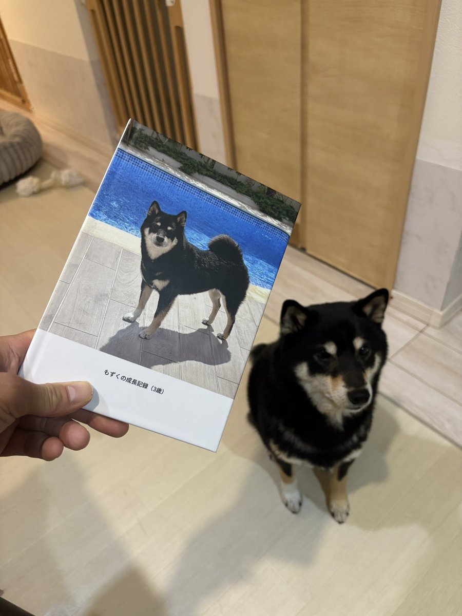 甘えん坊黒柴もずくの日常【もニキ】 (@mozuku_shibainu) / Posts / X